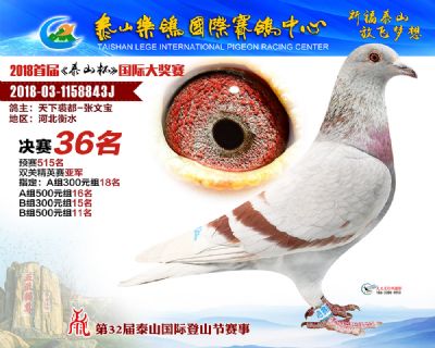 泰山乐鸽决赛36名