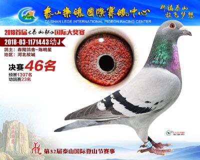 泰山乐鸽决赛46名