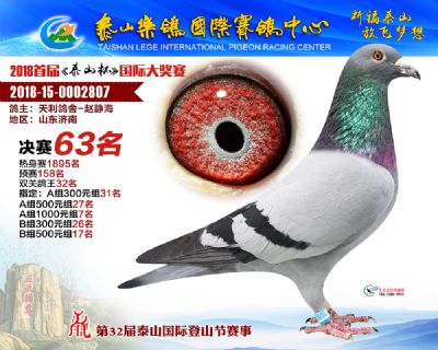 泰山乐鸽决赛63名