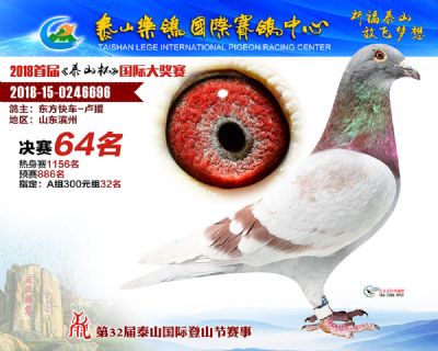 泰山乐鸽决赛64名
