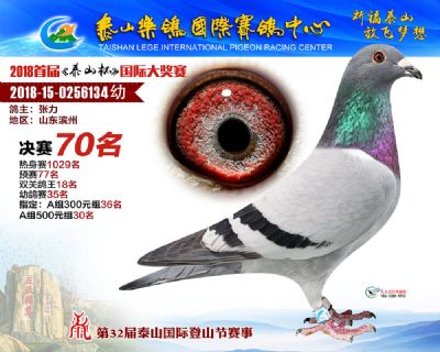 泰山乐鸽决赛70名