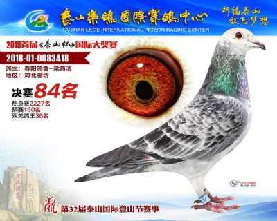 泰山乐鸽决赛84名