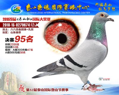 泰山乐鸽决赛95名