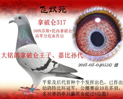 拿破仑317(拿破仑近血,大铭鸽拿破仑王子兄弟直孙,嘉比近血