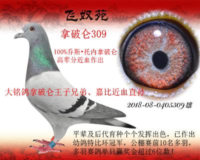拿破仑309(拿破仑近血,大铭鸽拿破仑王子兄弟、嘉比近血孙代