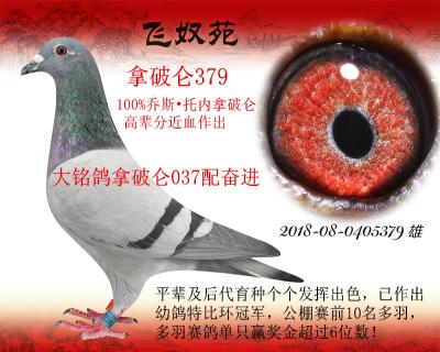 拿破仑379(特比冠军奋进直子,大铭鸽拿破仑王子近血直孙)