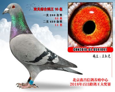 王红光10马利斯圭多血系参考雄