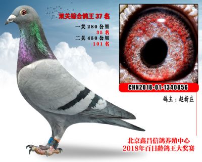 赵新庄37乔斯托内国家Ⅱ号血统家系参考雌