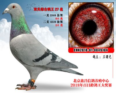 王曙光27波西瓦X凡龙参考雌