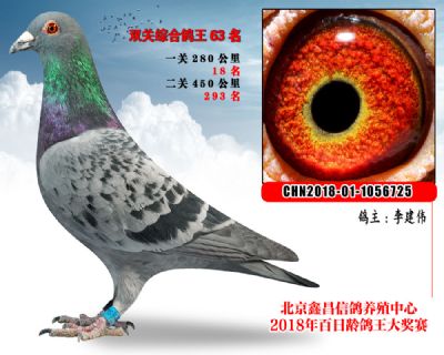 李建伟63凡龙X成绩鸽参考雌