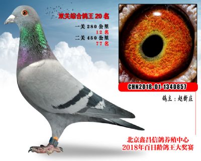 赵新庄20麦克斯血系参考雌