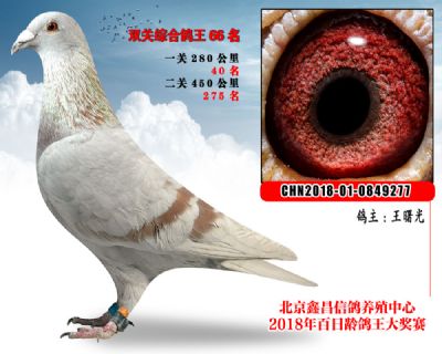 王曙光66郑明吉狐狸X北京惠福凡龙参考雄