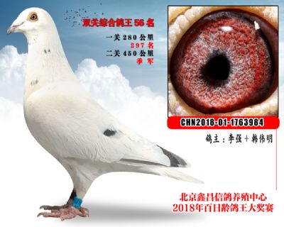 李强+韩伟明56白色大盗詹森凡龙血系参考雄