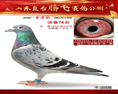 鱼台腾飞74