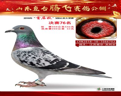 鱼台腾飞76