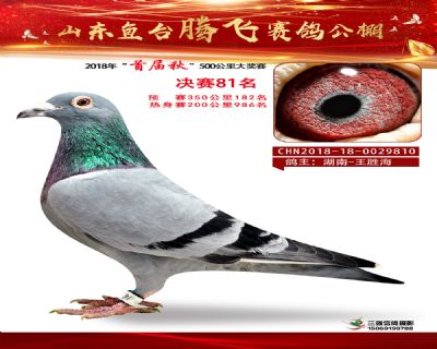 鱼台腾飞81名