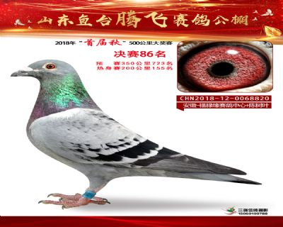 鱼台腾飞86名