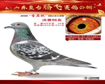 鱼台腾飞96名