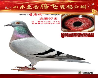鱼台腾飞97名