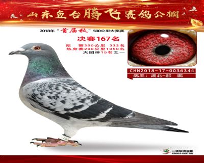 鱼台腾飞167名