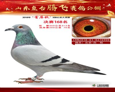 鱼台腾飞168名