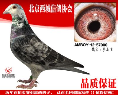 AMBOY-12-57000
