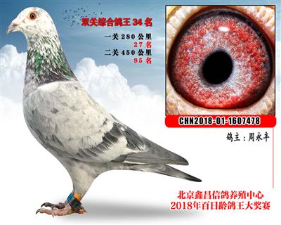 周永丰34彪友飞鹰X奥林匹克003家系参考雌
