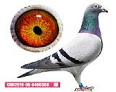 公主號-潘尼小姐588