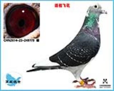 慧眼飞戈—02