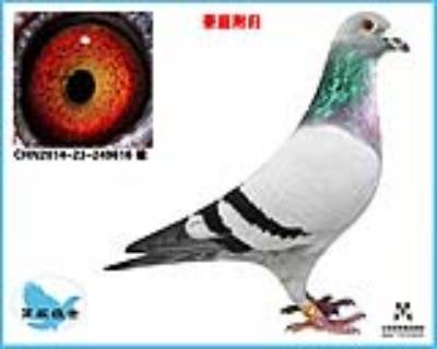 慧眼凡龙—03