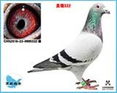 慧眼胡本—4