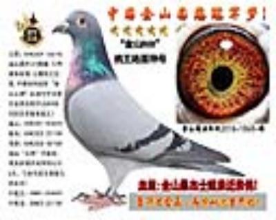 金山桑杰士鸽王冠军姐弟近亲鸽!