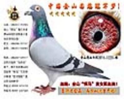 金山“悍马”直女与直孙近亲回血鸽!