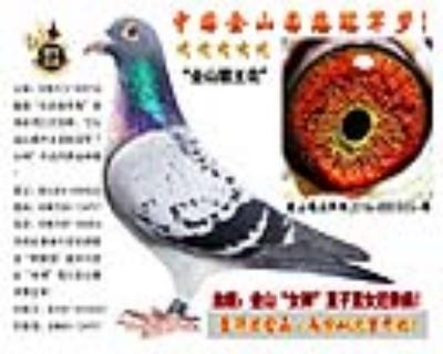 26次冠军“年轻麦克斯”直子与“女神”直子直女近亲鸽!
