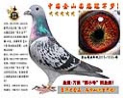 北京惠翔公棚鸽王冠军父亲回血直女!