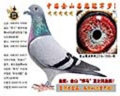 金山“悍马”直女与直孙近亲回血鸽!
