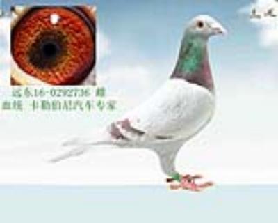卡勒伯尼汽车专家