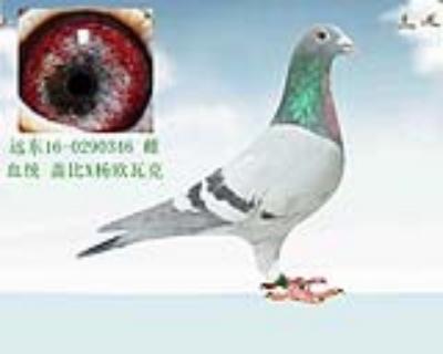 盖比X杨欧瓦克
