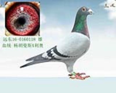 杨胡曼斯X利奥