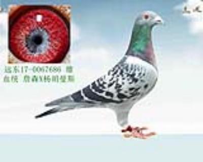 詹森X杨胡曼斯
