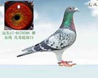 凡龙超级73