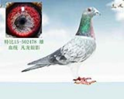 凡龙银影