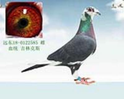 吉林克斯