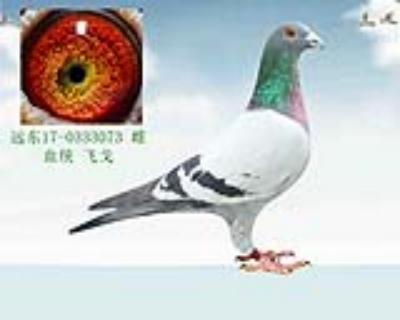 飞戈