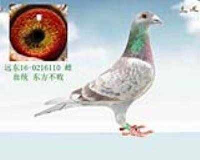 东方不败