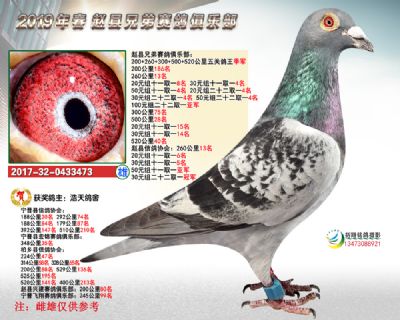 五关鸽王季军