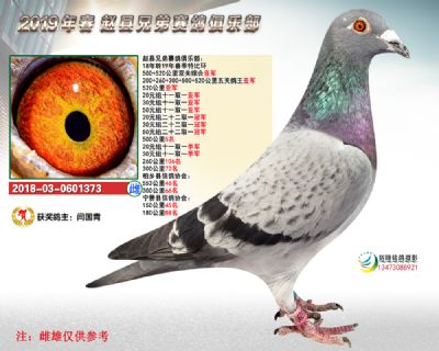 五关鸽王亚军精英赛亚军