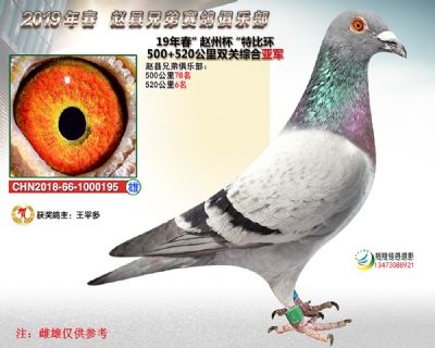 赵州杯双关综合亚军