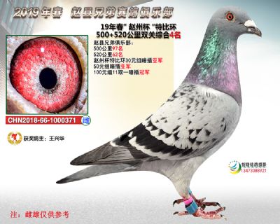 赵州杯双关综合4名