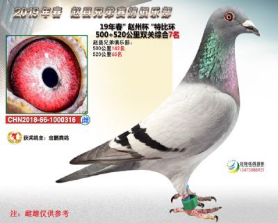 赵州杯双关综合7名